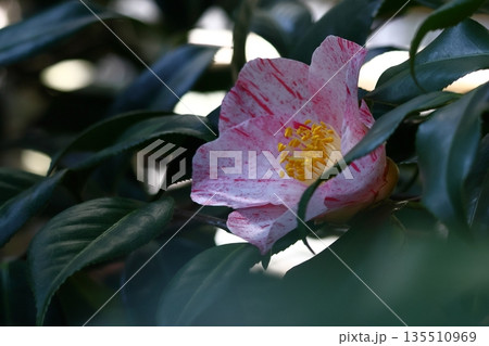 和を象徴する花木 和を象徴する花木 135510969