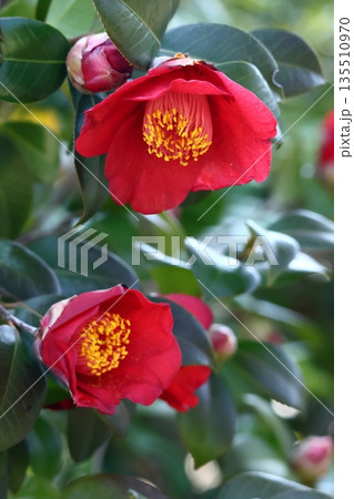 和を象徴する花木 和を象徴する花木 135510970