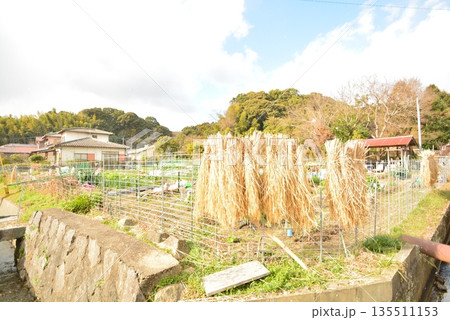 稲架掛けのある風景 135511153