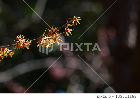 春一番に咲く花 春一番に咲く花 135511168