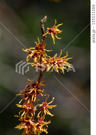 春一番に咲く花 春一番に咲く花 135511169