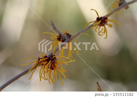 春一番に咲く花 春一番に咲く花 135511182