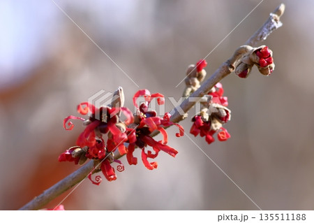 春一番に咲く花 春一番に咲く花 135511188