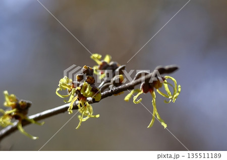 春一番に咲く花 春一番に咲く花 135511189