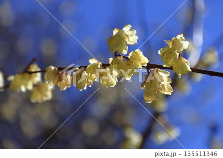 甘い香りを漂わせ咲く 135511346