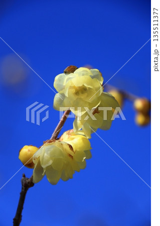 甘い香りを漂わせ咲く 甘い香りを漂わせ咲く 135511377