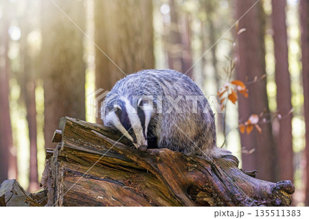 European badger is posing on an old tree stump European badger is posing on an old tree stump 135511383