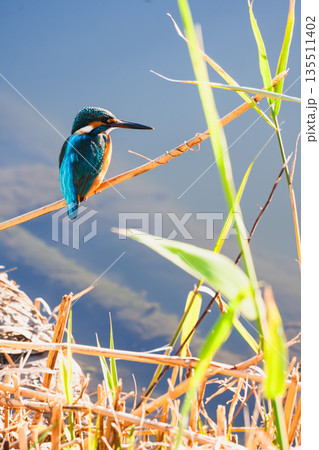 葦の枝に止まるカワセミの野鳥写真 葦の枝に止まるカワセミの野鳥写真 135511402