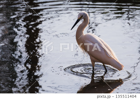 水面の波紋とともに立つコサギの野鳥写真 水面の波紋とともに立つコサギの野鳥写真 135511404