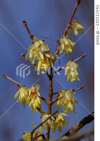 甘い香りを漂わせ咲く 135511541