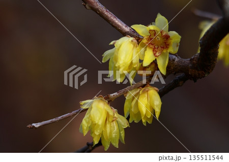 甘い香りを漂わせ咲く 135511544