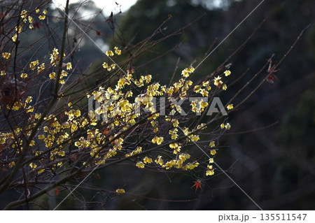 甘い香りを漂わせ咲く 135511547