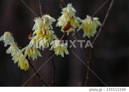 甘い香りを漂わせ咲く 135511599