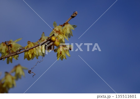 甘い香りを漂わせ咲く 甘い香りを漂わせ咲く 135511601