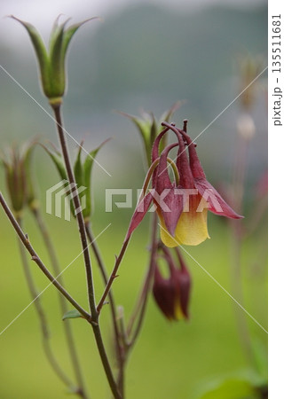 花姿がうつむき加減のヤマオダマキ 1 135511681