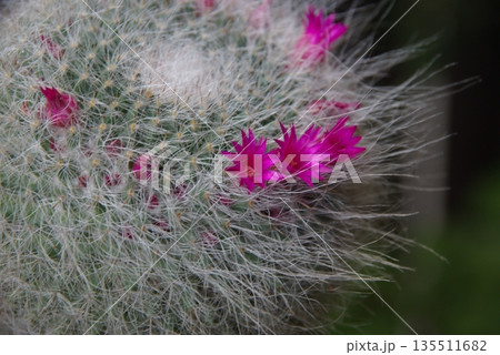 サボテン マミラリア 1 135511682