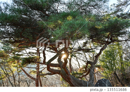 牛伏山 135511686