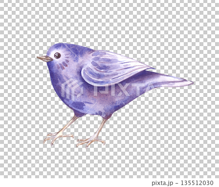 A purple little bird on thin legs on an isolated background. Watercolor illustration of a fantasy spring bird. Decorative clipart for Easter or other holidays. 135512030