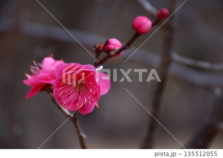 寒さに耐え気品よく咲く 135512055