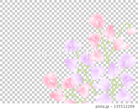 香豌豆粉紅、紫色 135512209