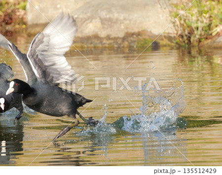 オオバンが水上歩行する瞬間と水しぶき 135512429