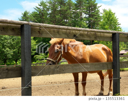 柵の近くで佇む馬 柵の近くで佇む馬 135513361