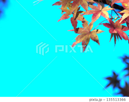 青空と紅葉のある風景 135513366