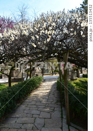 白梅が咲き乱れる参道 道明寺天満宮 白梅が咲き乱れる参道 道明寺天満宮 135513432
