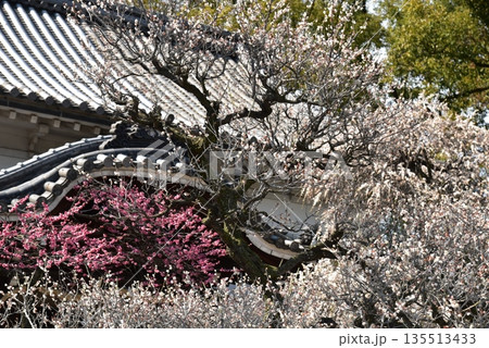 道明寺天満宮の梅 135513433