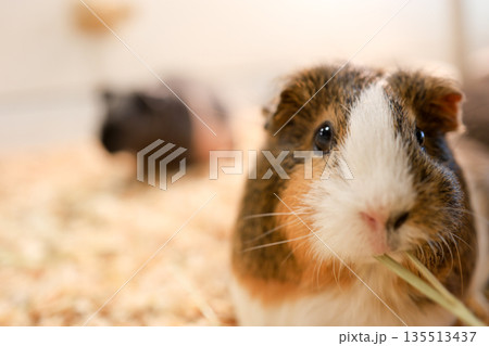 モルモット 135513437