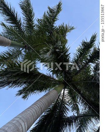 青空に映えるヤシの木 135513667