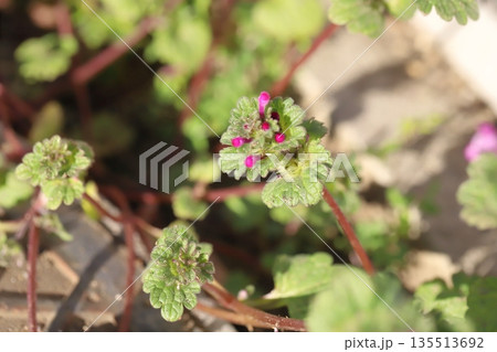 冬の道端に咲くホトケノザのピンク色の小さな花 冬の道端に咲くホトケノザのピンク色の小さな花 135513692