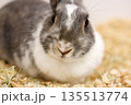 可愛いウサギ 135513774