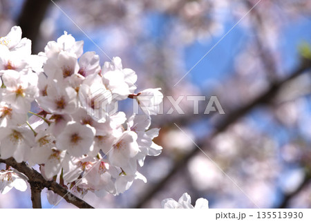 桜 135513930