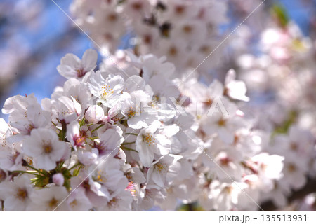 桜 135513931