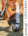 A horse munching on hay in a close-up shot, highlighting the texture of the hay and the horse's gentle expression. 135514063