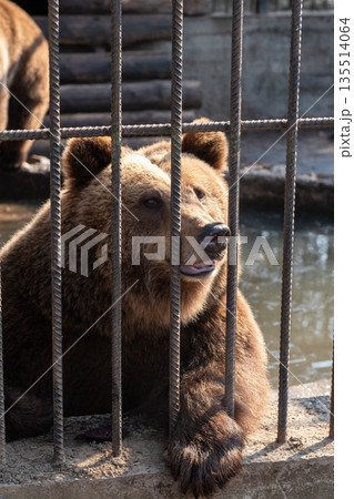 A brown bear can be seen moving around its enclosure, interacting with the environment amid the sunlight and visitors watching closely. 135514064