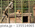 A lioness lounges comfortably on a wooden platform in her enclosure while sunlight brightens the surrounding area, showcasing her serene demeanor. 135514065