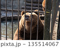 Bears are seen interacting with their environment and enjoying the water as visitors watch from a distance in a lively zoo setting. 135514067