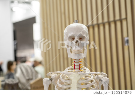 Human skeleton model displayed in an educational environment. The image features a realistic anatomical model, used for teaching and learning about human anatomy and skeletal structure. Human skeleton model displayed in an educational environment. The image features a realistic anatomical model, used for teaching and learning about human anatomy and skeletal structure. 135514079