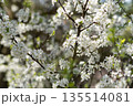 White cherry blossoms cover tree branches, illuminated by sunlight in a close-up view. The petals are vibrant and fresh, representing springtime renewal and natural beauty. 135514081