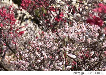 満開の梅の花 135514095