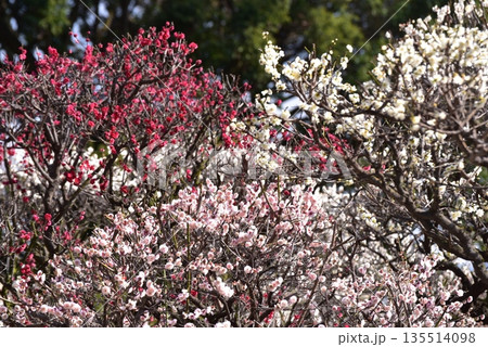 満開の梅の花　道明寺天満宮 135514098
