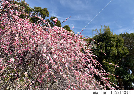 満開の梅の花　道明寺天満宮 135514099