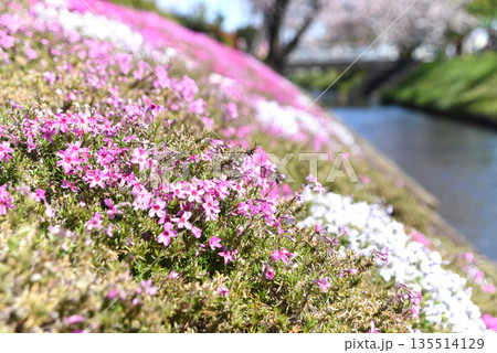渋田川沿いの芝桜 135514129