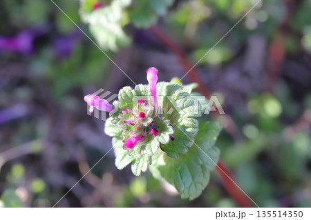 冬の道端に咲くピンク色の小さなホトケノザの花 135514350