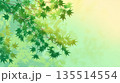 新緑のモミジの背景イラスト 135514554