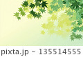 新緑のモミジの背景イラスト 135514555