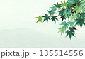 新緑のモミジの背景イラスト 135514556