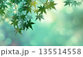 新緑のモミジの背景イラスト 135514558
